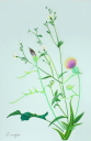 1８５：　白山菊と薊