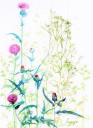 111：　薊と白山菊
